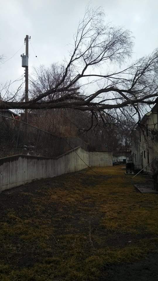 Storm damaged tree that required technical rigging in Kansas city Kansas DM Tree