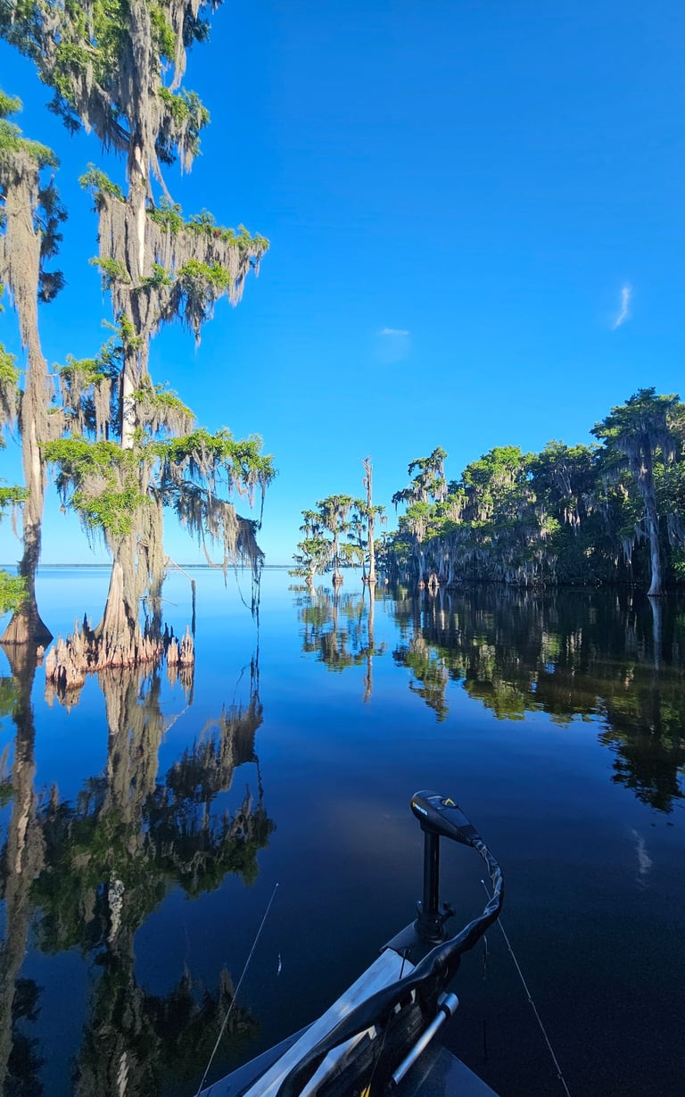 Picture showing trees out in water, Lake George, Florida