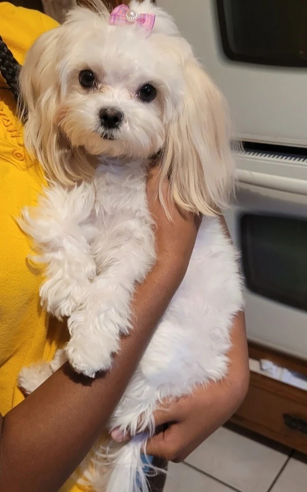 Beautiful White Mal-Shi Puppy in arms in Texas