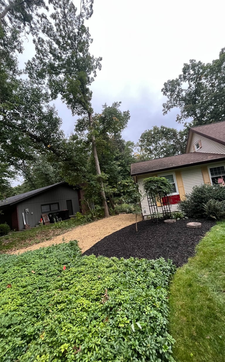 Backyard landscaping featuring fresh black mulch, a gravel path, and lush green ground cover plants.