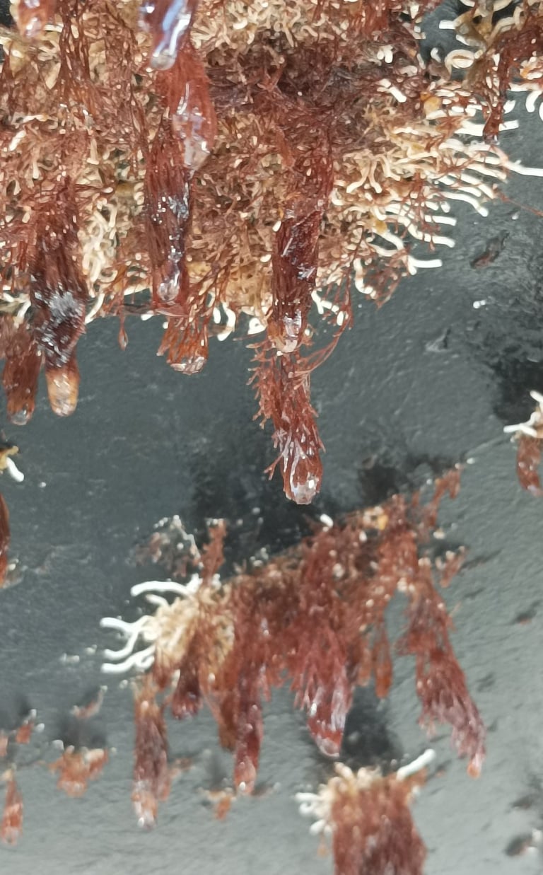 Summer's growth to be cleaned off