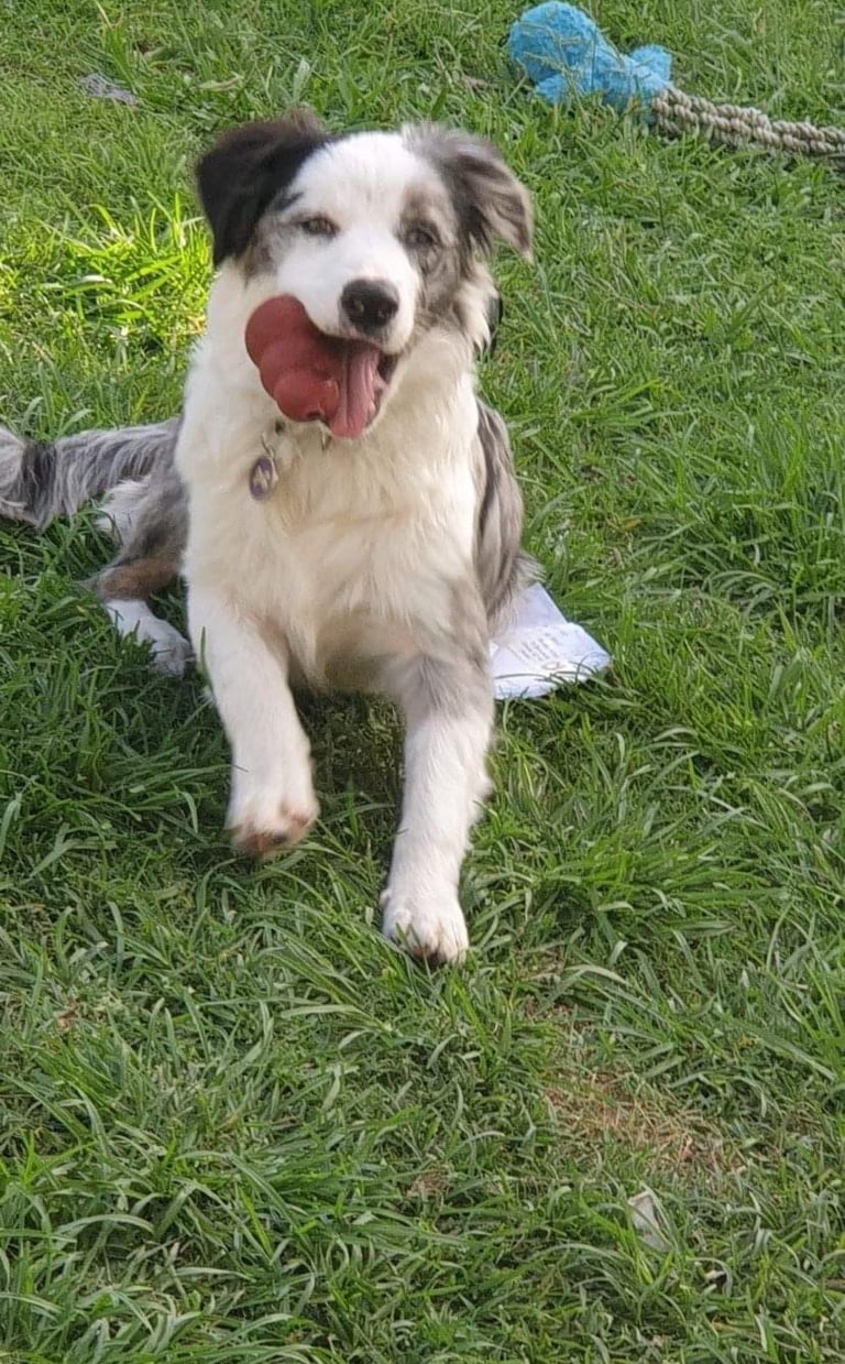  blue merle border collie puppies 