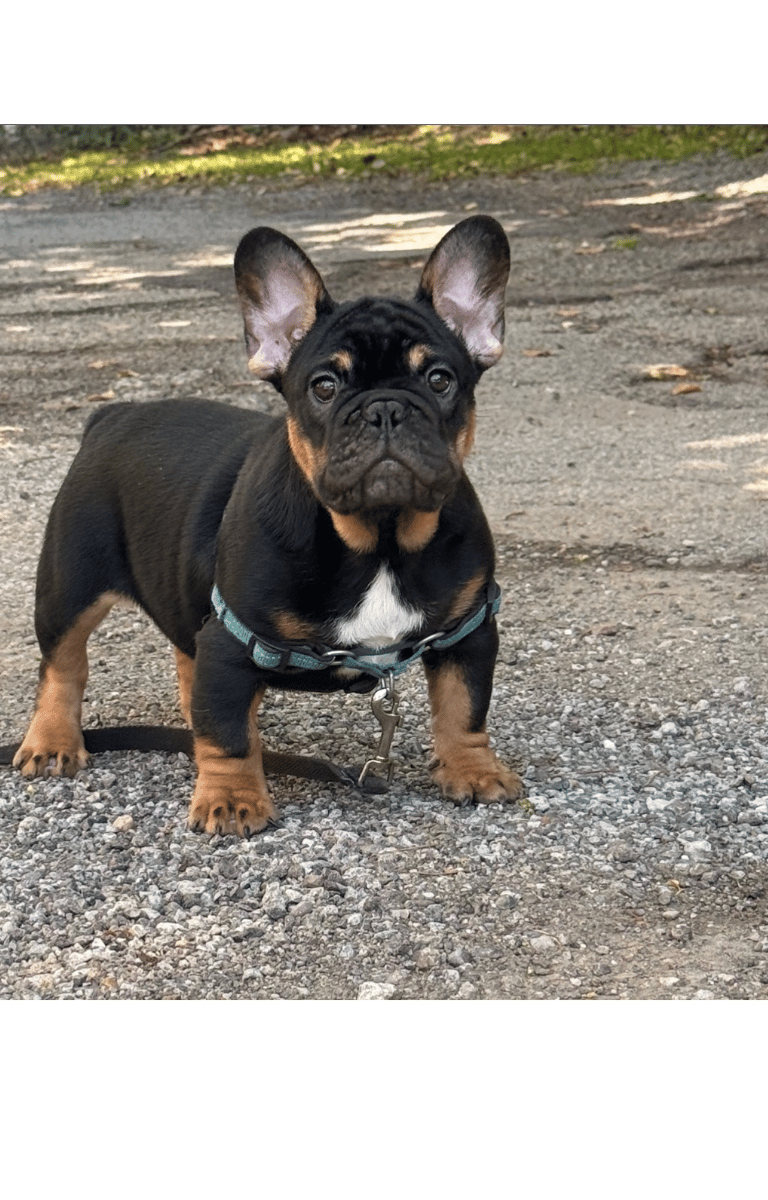 A black tri french female bulldog puppy