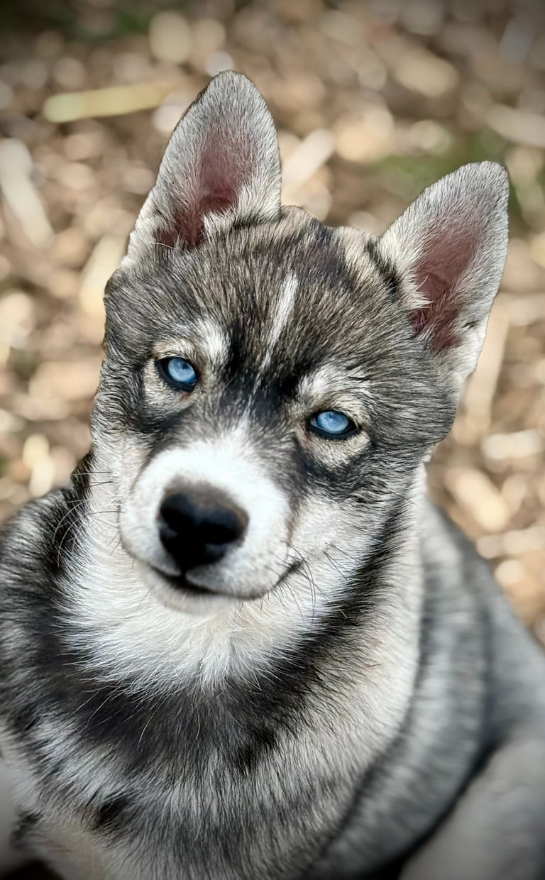 Husky-Welpe aus der Huskyzucht of Snow Wolf Valley in Dietfurt in Bayern