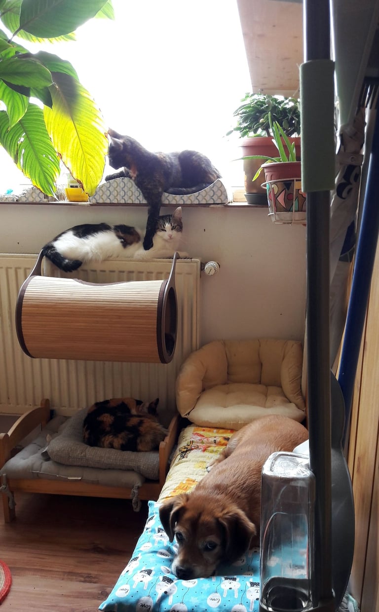 A bunch of ladies and a dog :)