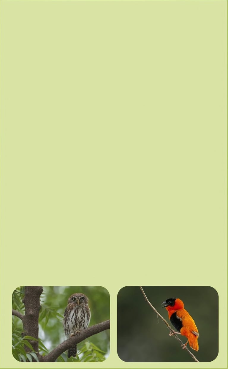 vogelfotografie rondreis gambia klassieke route