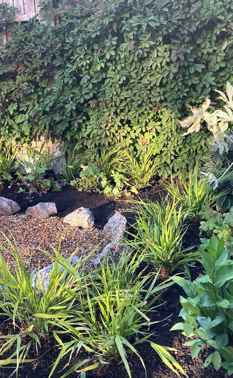 Shade garden planting in London