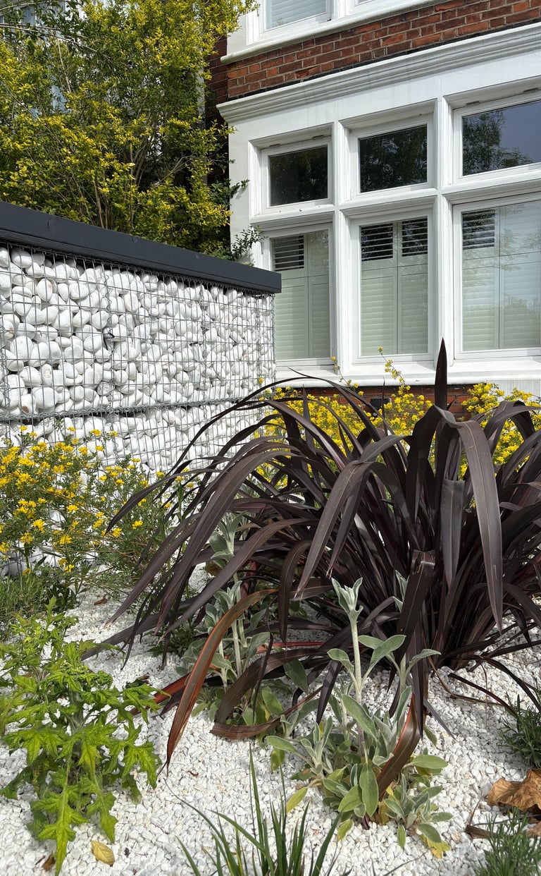 Mediterranean-style front garden in Blackheath with gravel planting and drought-tolerant perennials