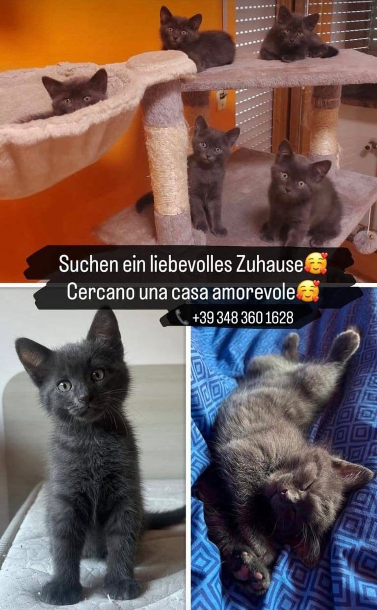gatti in adozione bolzano