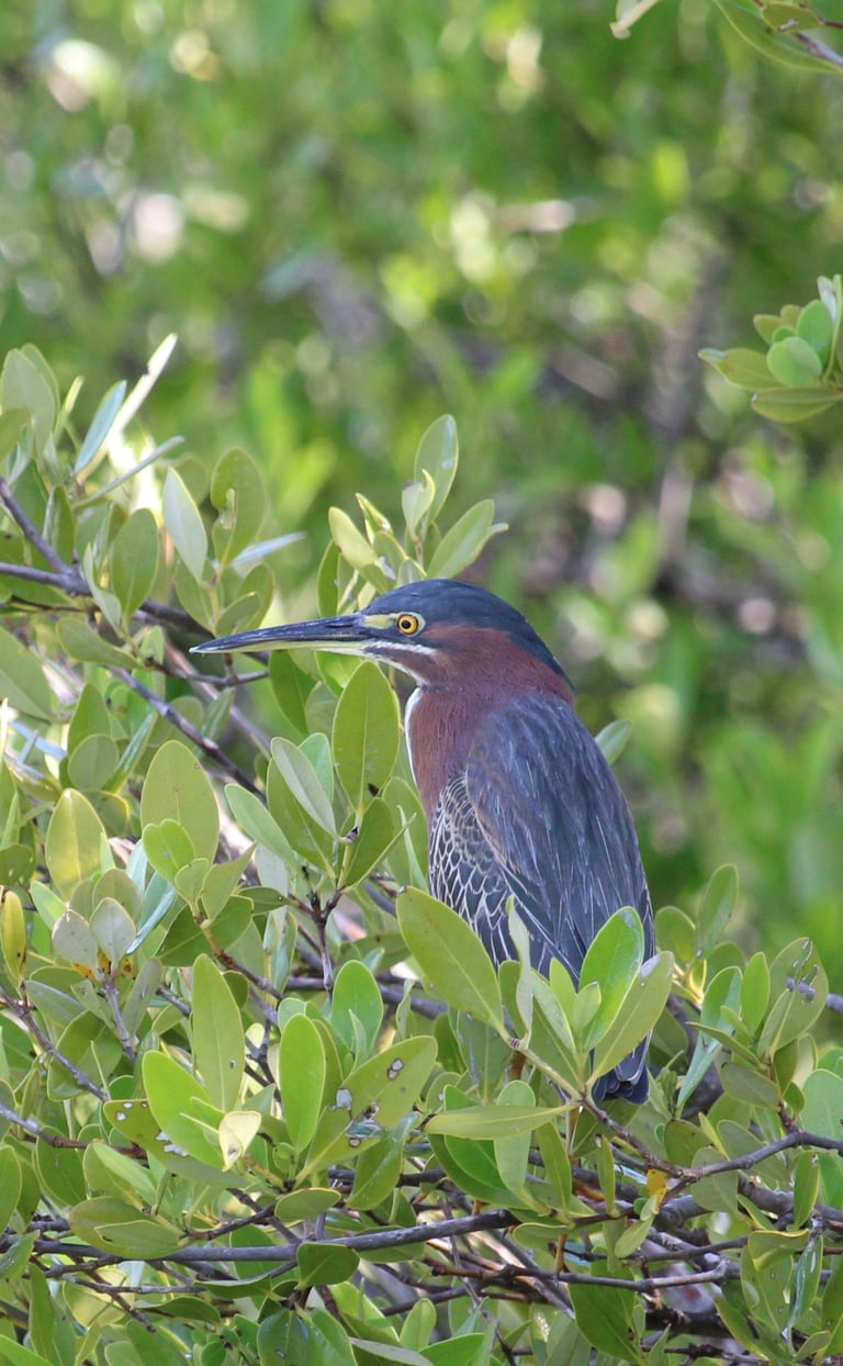 Indian pond heron near mohana river
