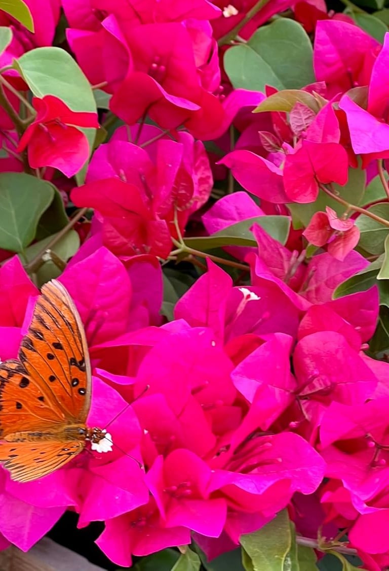 An orange Gulf Fritillary butterfly resting on vibrant pink bougainvillea flowers with green leaves.