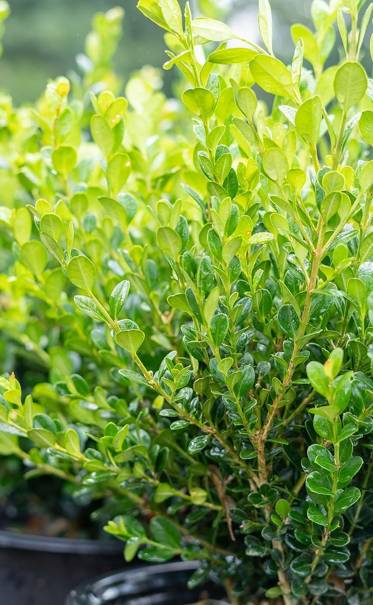 Potted green boxwood shrubs in a plant nursery featuring vibrant evergreen foliage for landscaping.