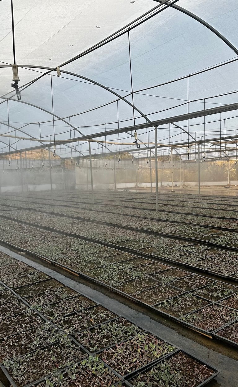 a greenhouse with a lot of plants growing inside