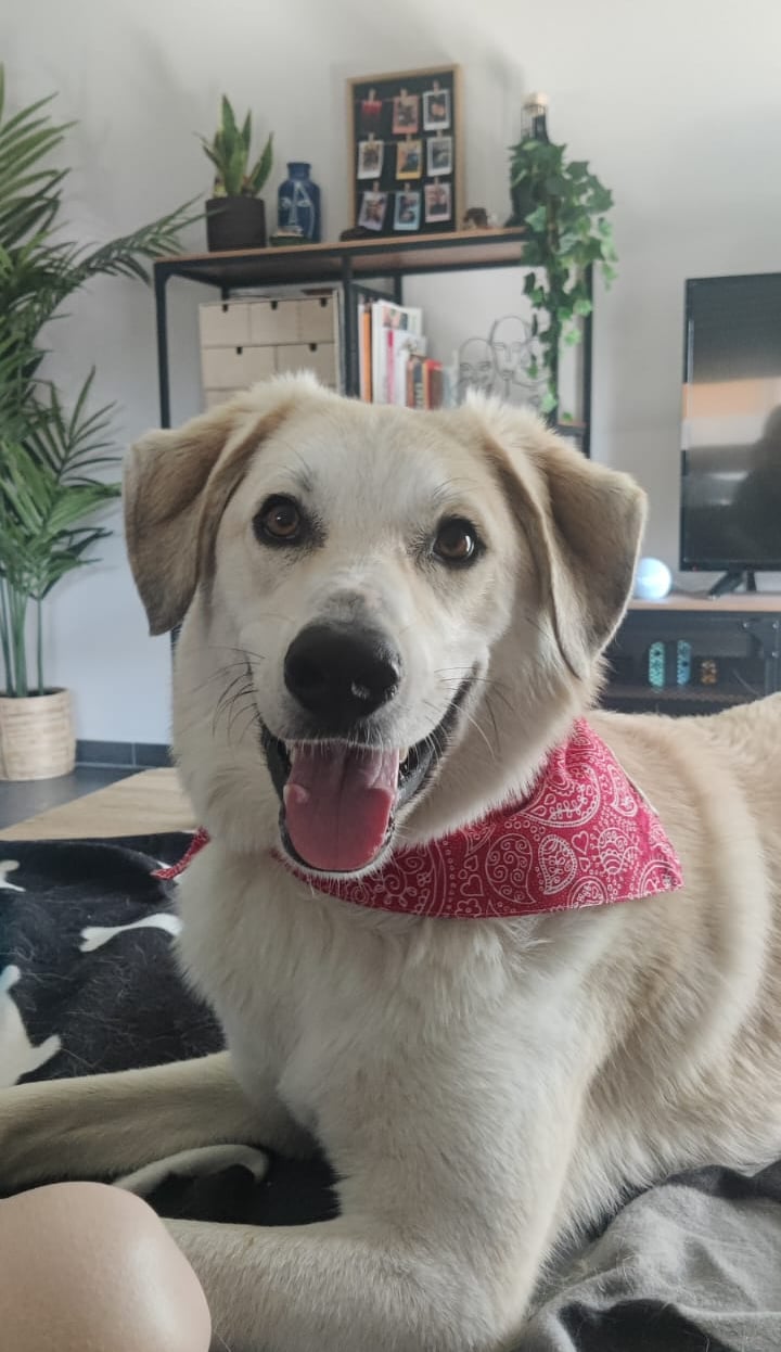 Nestor avec son bandana rouge - strasdog