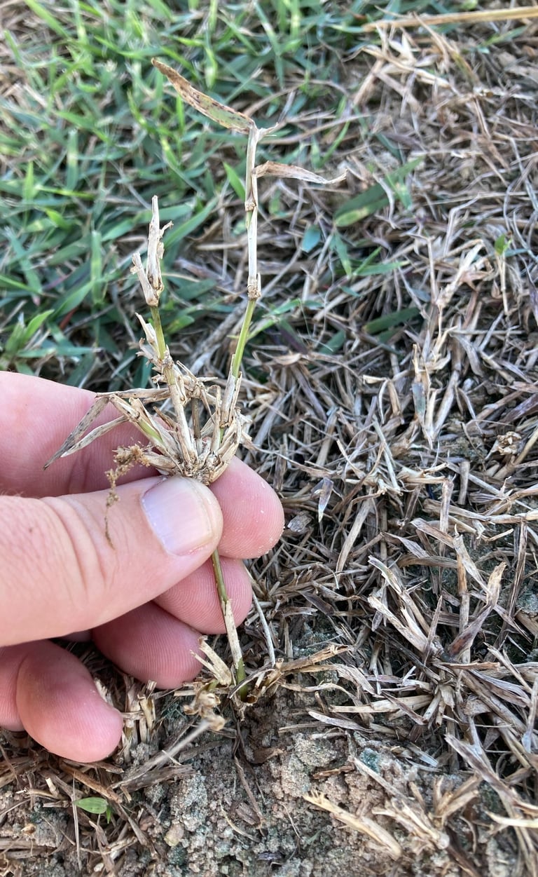 analyzing herbicide performance on grass