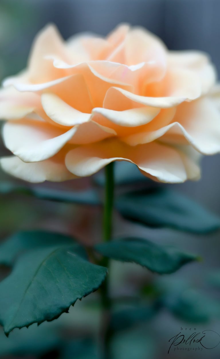 Marilyn Monroe, Hybrid Tea USA, 2001