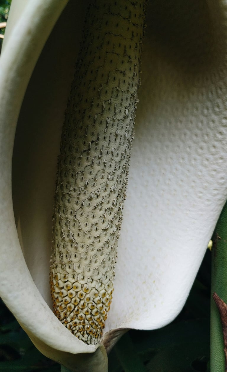 Close up of a Monstera deliciosa flower (inflorescence) and spadix