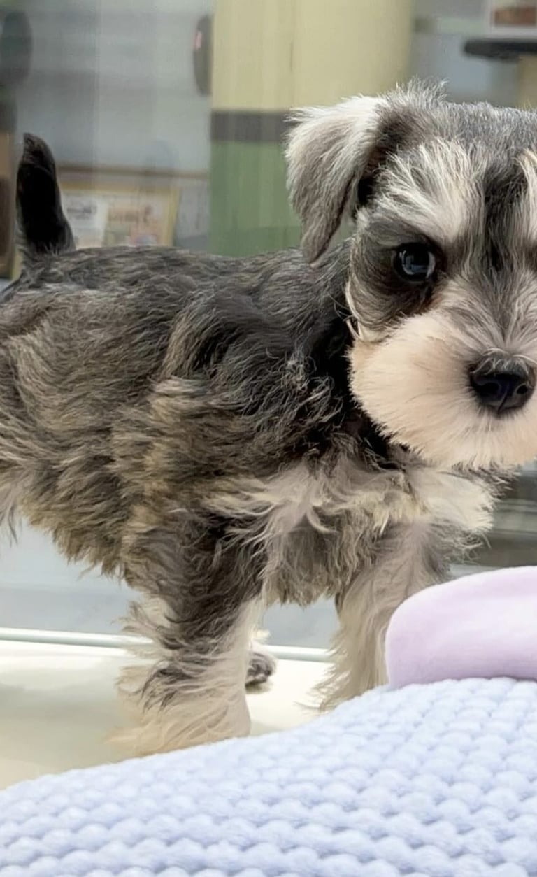 Snhauzer en adopcion espana