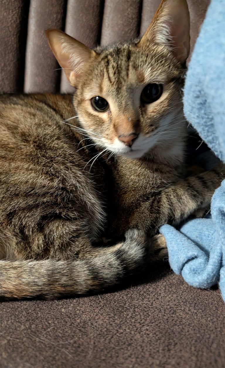short hair tabby cat