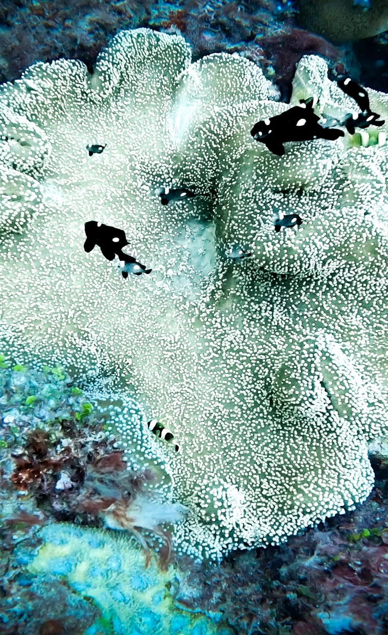 Black and white panda clownfish swimming near a large white sea anemone on a vibrant coral reef.