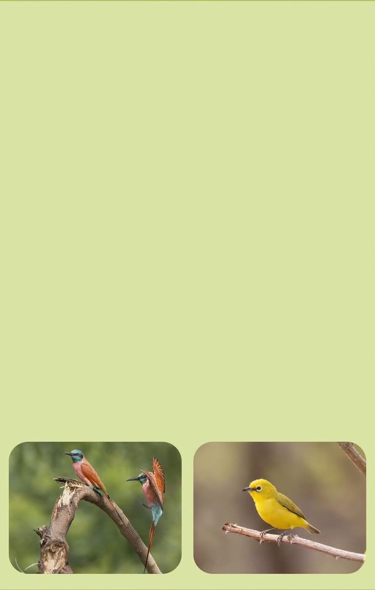 bird photography tour gambia and senegal saloum delta