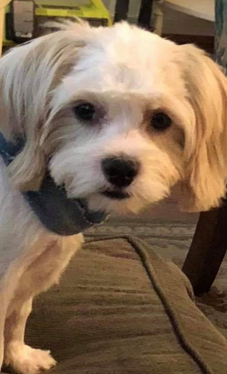 Mal-Shi Puppy standing on brown couch.