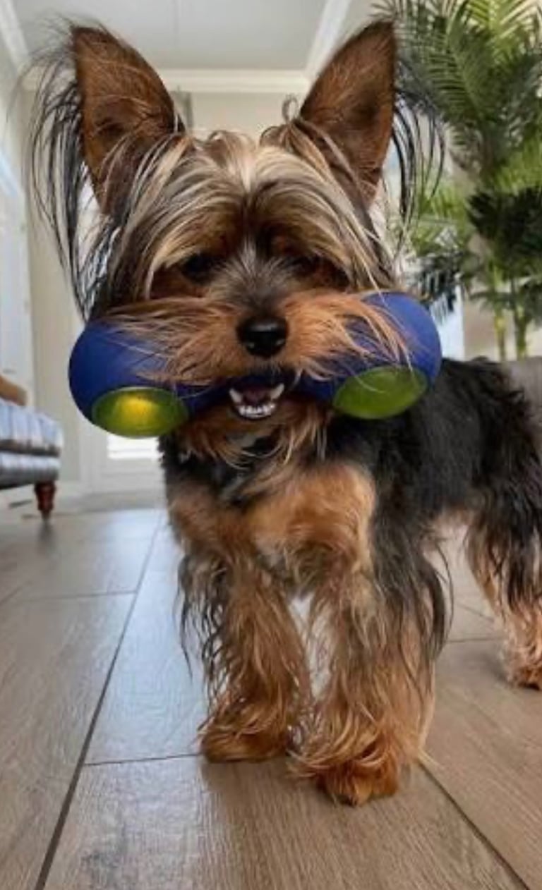 best toys for Yorkies Secondary Keywords:       Yorkie puzzle toys, toys for small dogs, Yorkie separation anxiety toys
