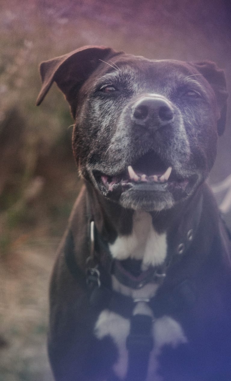 ritratto da vicino di un cane nero con macchie bianche sotto il petto