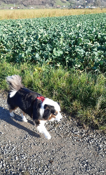 balade canine en solo