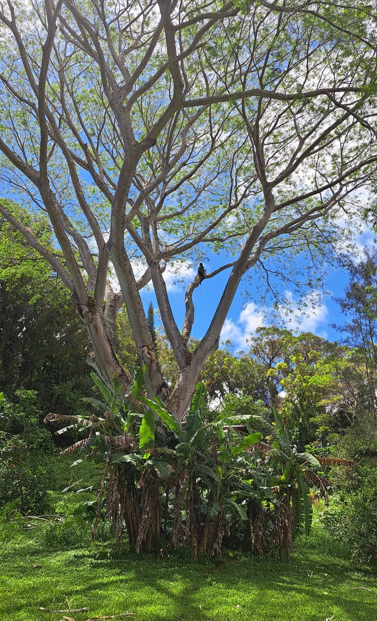 arborist pruning a huge tree