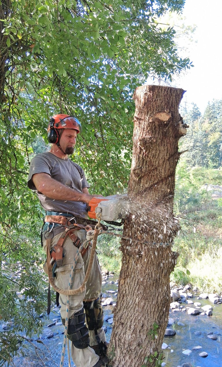 Arborist chunking out an ash tree trunk