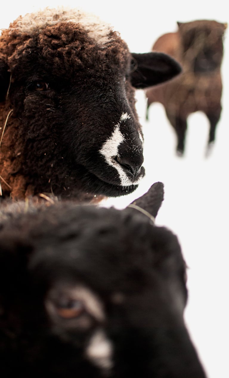 Romeldale and Gotland Ewe in need of shearing