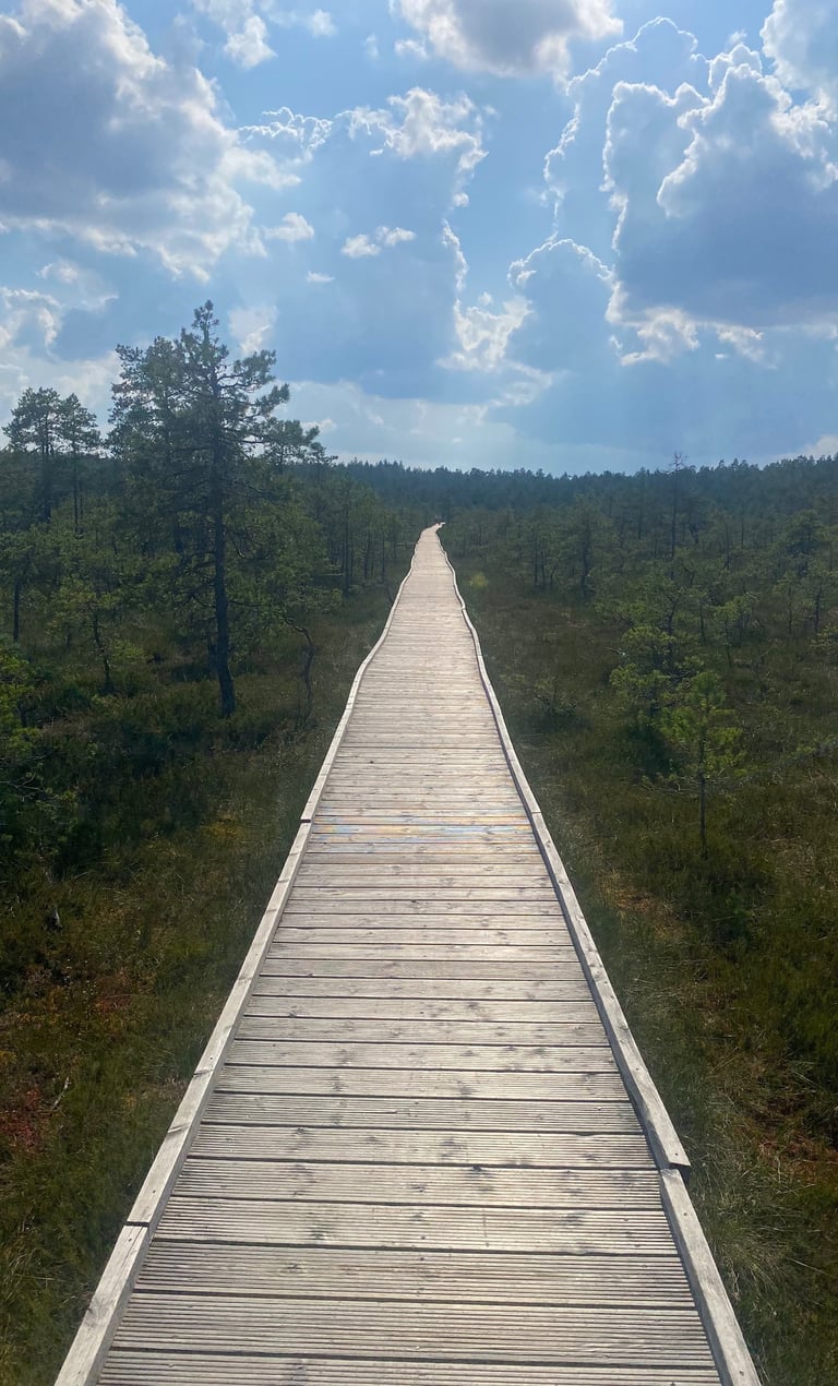 Wooden path in a bog