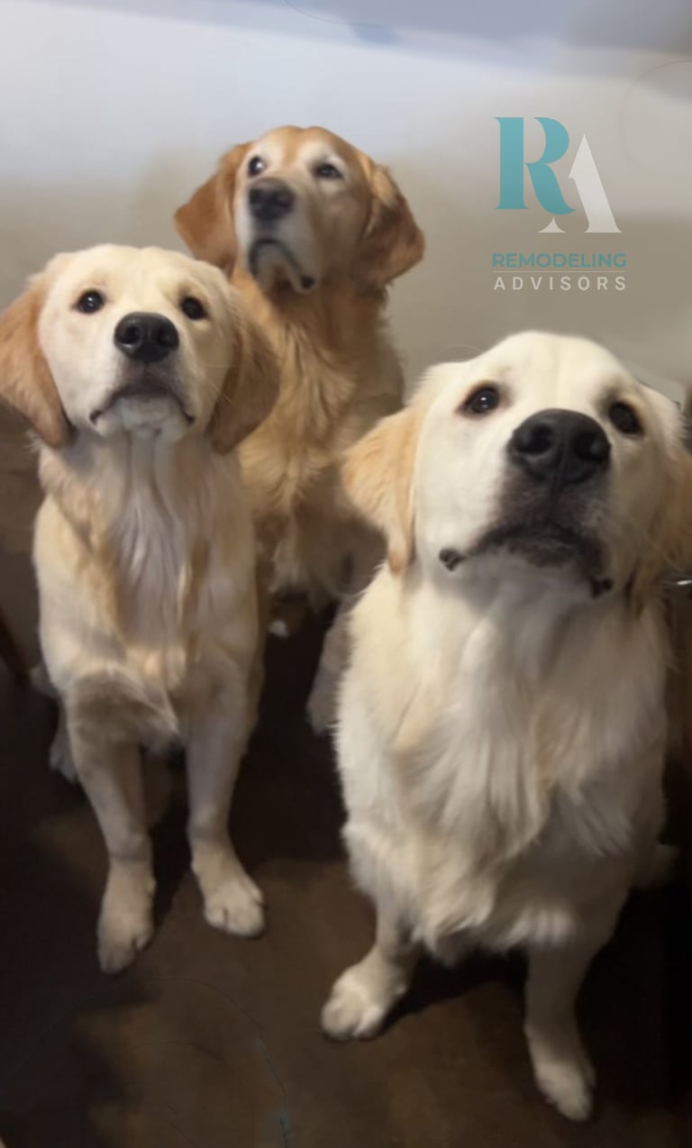 Golden Retriever mascots of Remodeling Advisors bringing joy to our Austin-based home remodeling consulting team