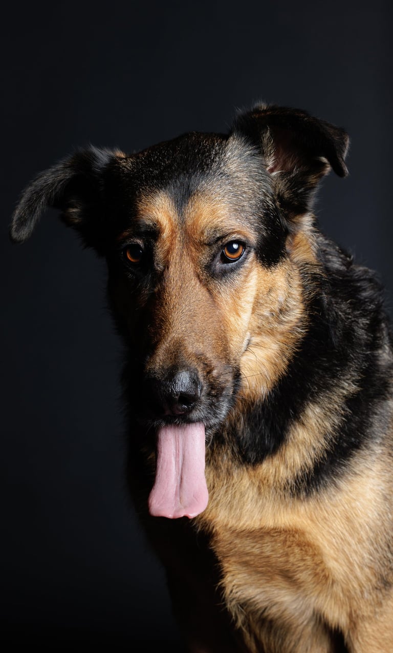 photographie animalière canine féline finistère brest