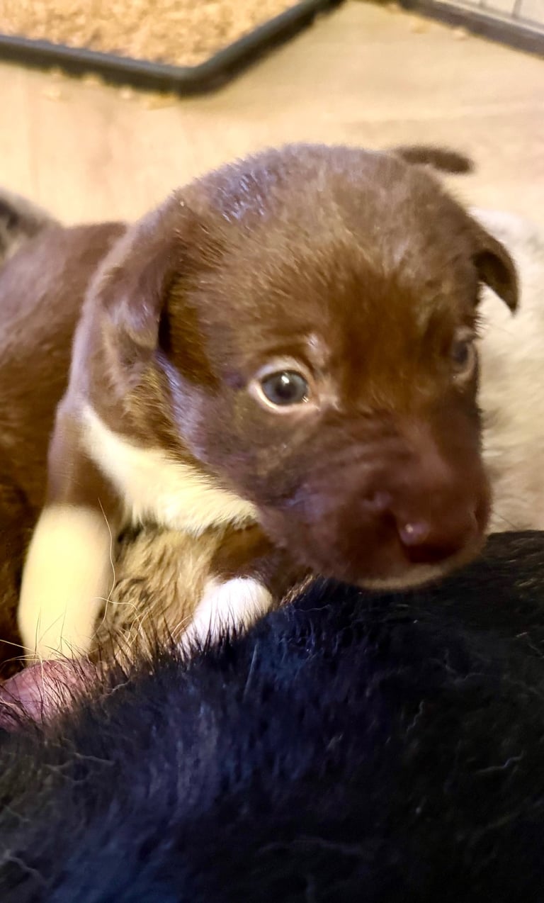 25-day-old puppy finishing nursing from its mother