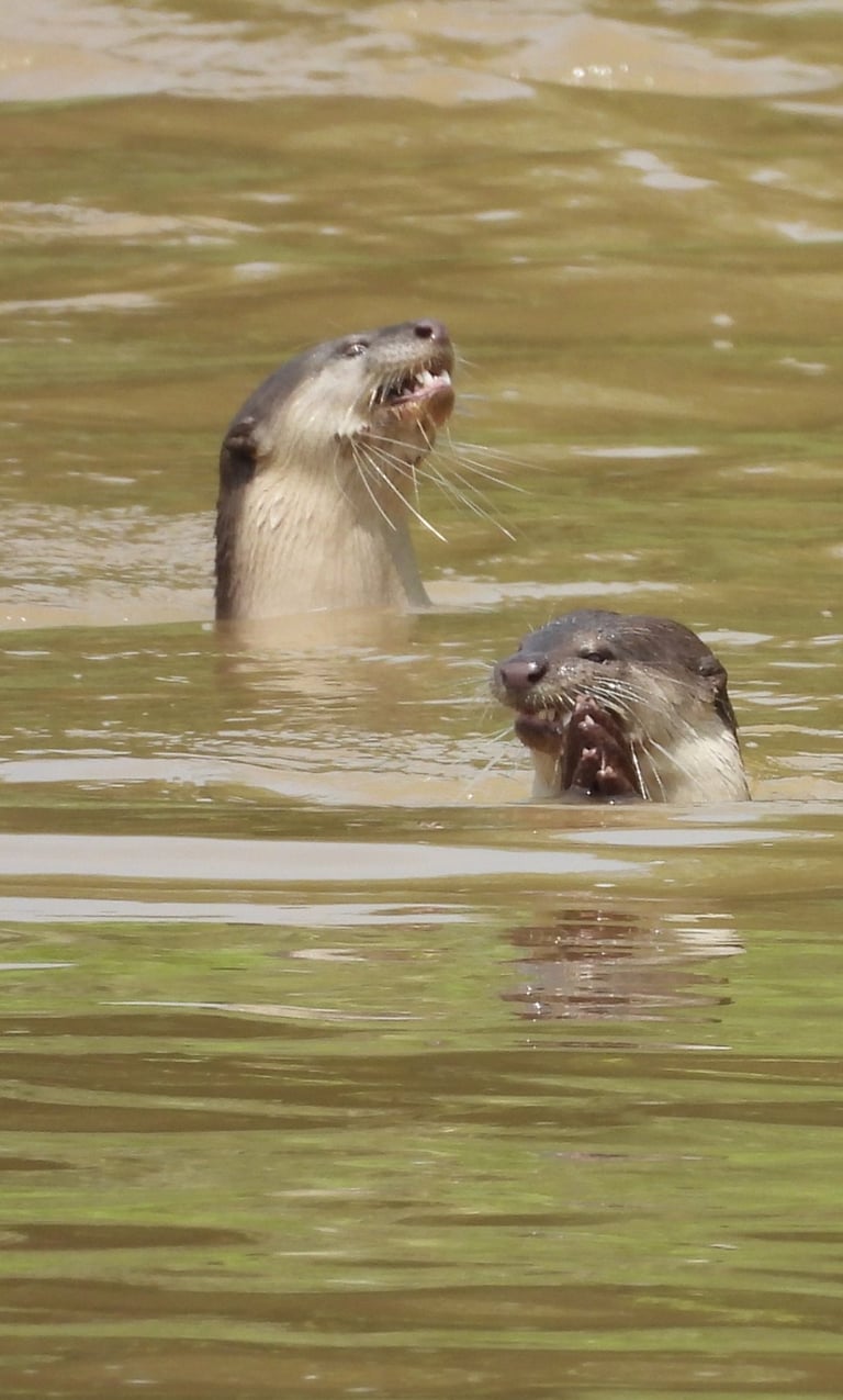 loutres à la peche dans le Parc National de Bardiya