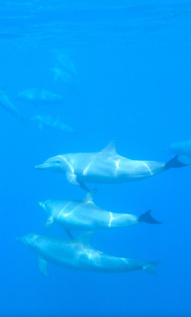 park-hyatt-maldives-underwater-dolphins