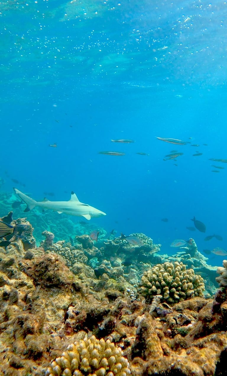 park-hyatt-maldives-underwater-1