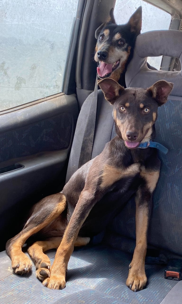 Two kelpie dogs sitting in a car, an older dog in the boot and a pup in the back seat.