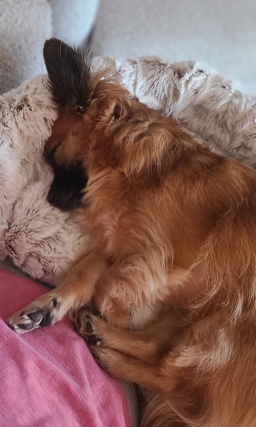 Rose sleeping soundly in the Furr Lap, Pet Lap Bed