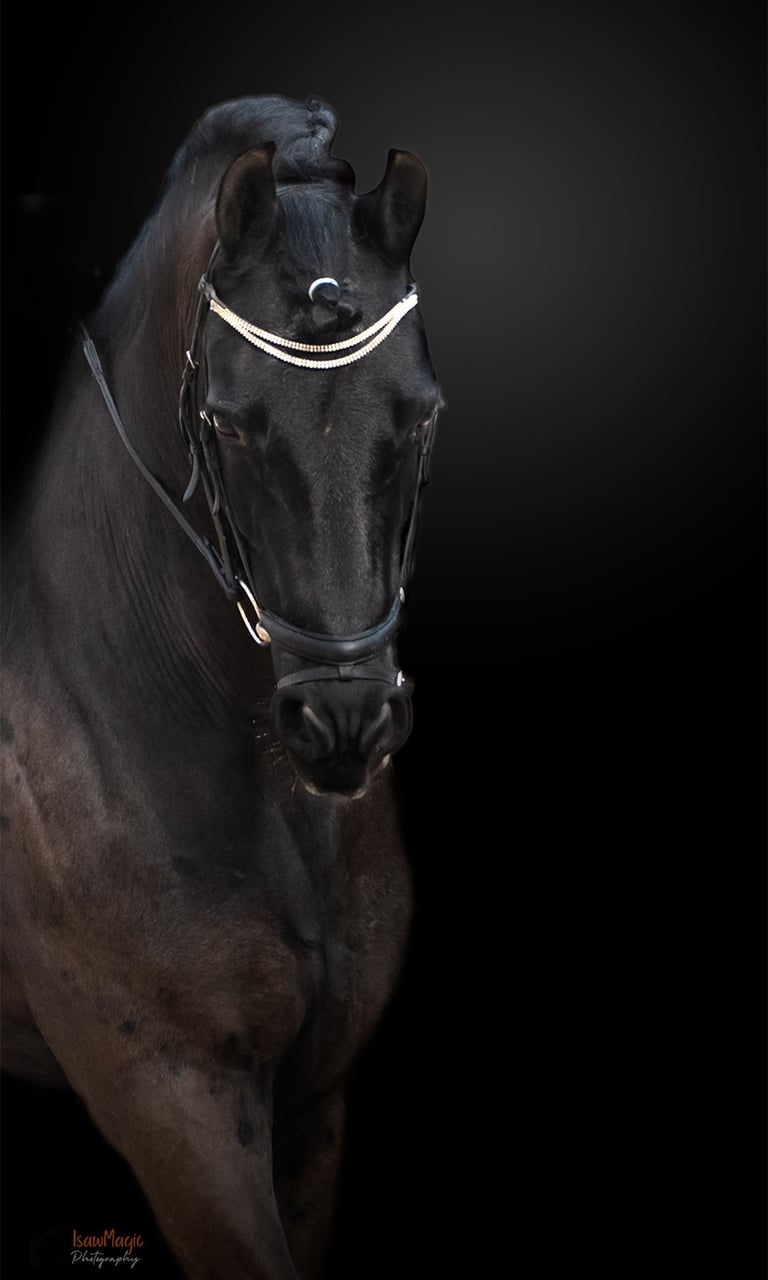 photographie professionnel de votre cheval