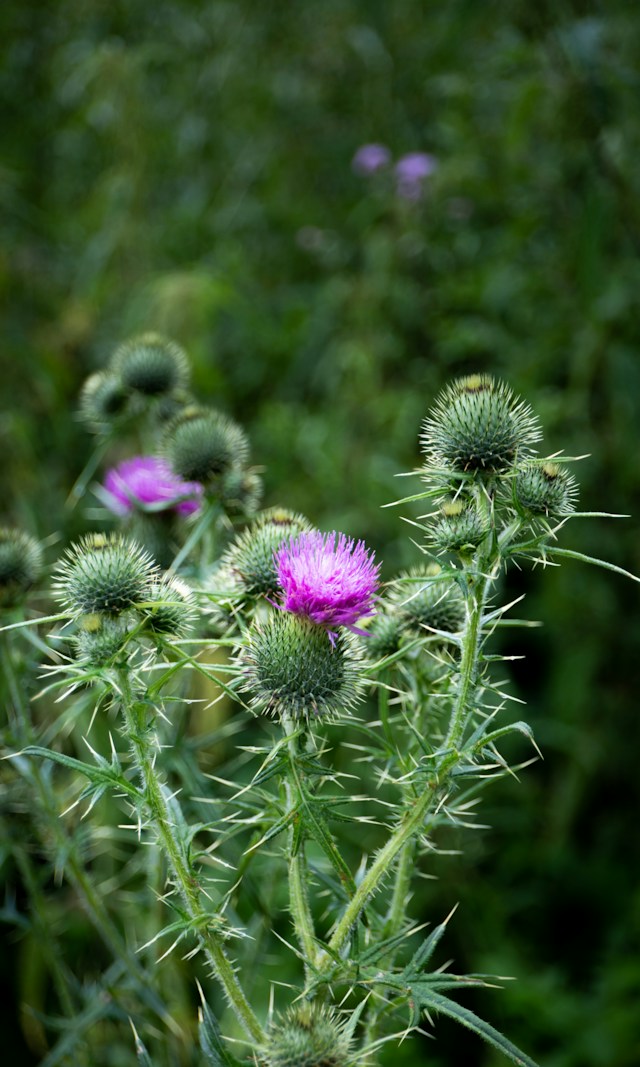 a pink flowering Thistle weed with other green plants