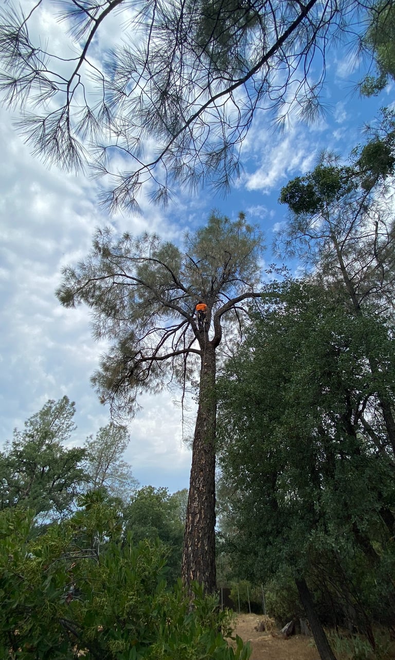 arborist in tall pine tree