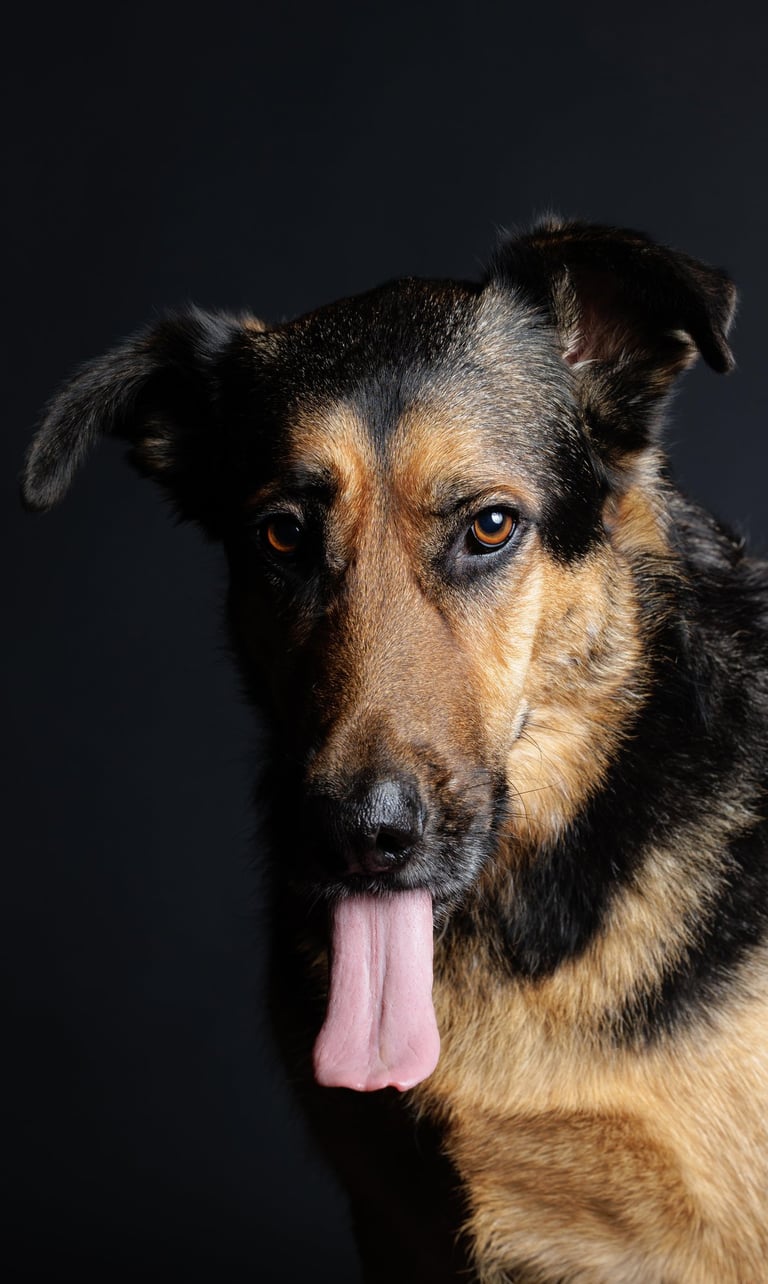 photographie animalière canine féline finistère brest