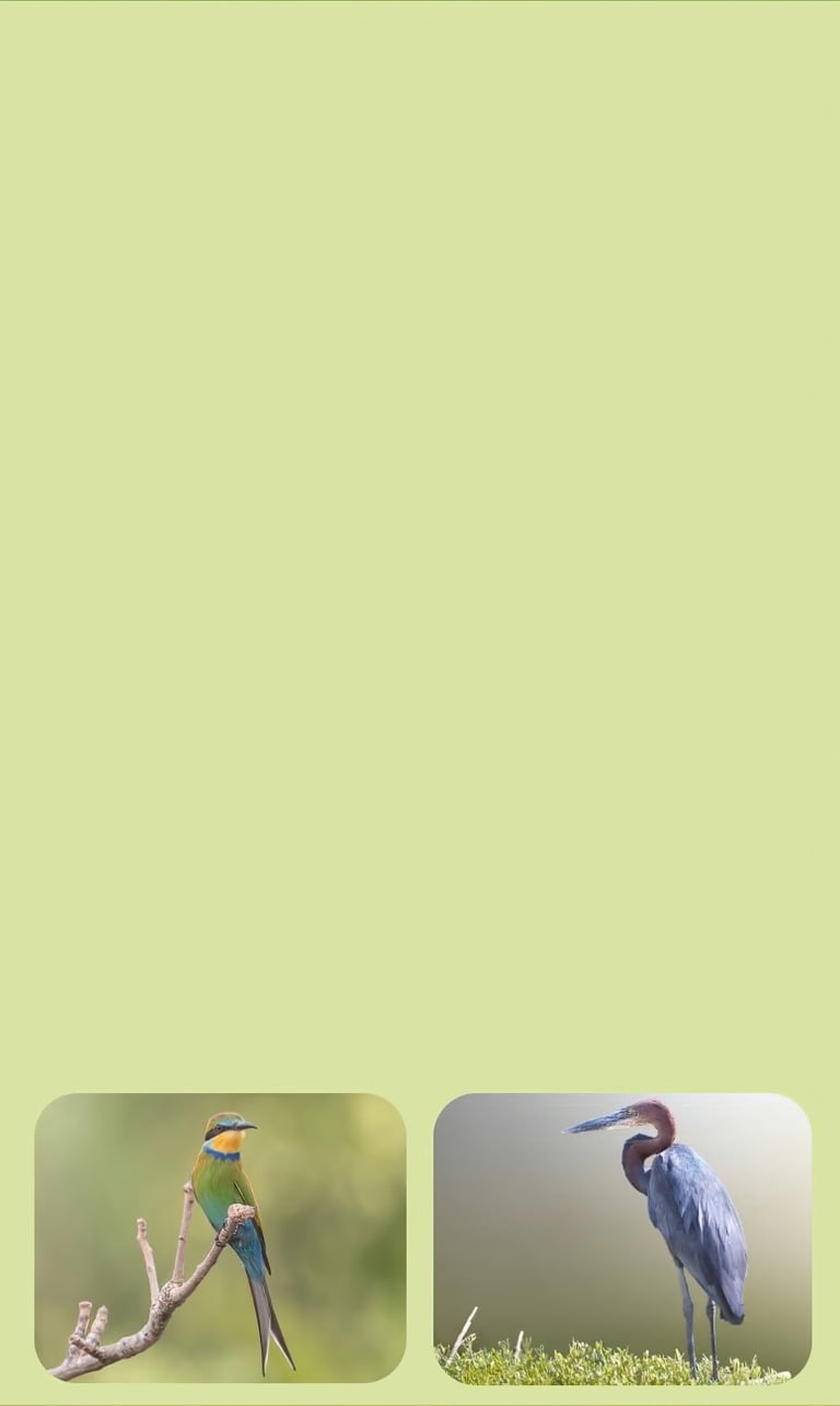 bird photography tour gambia alternative habitats