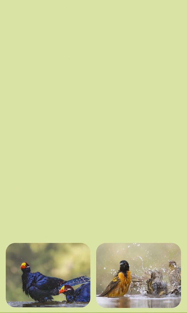 bird photography tour gambia mandinari photo hide