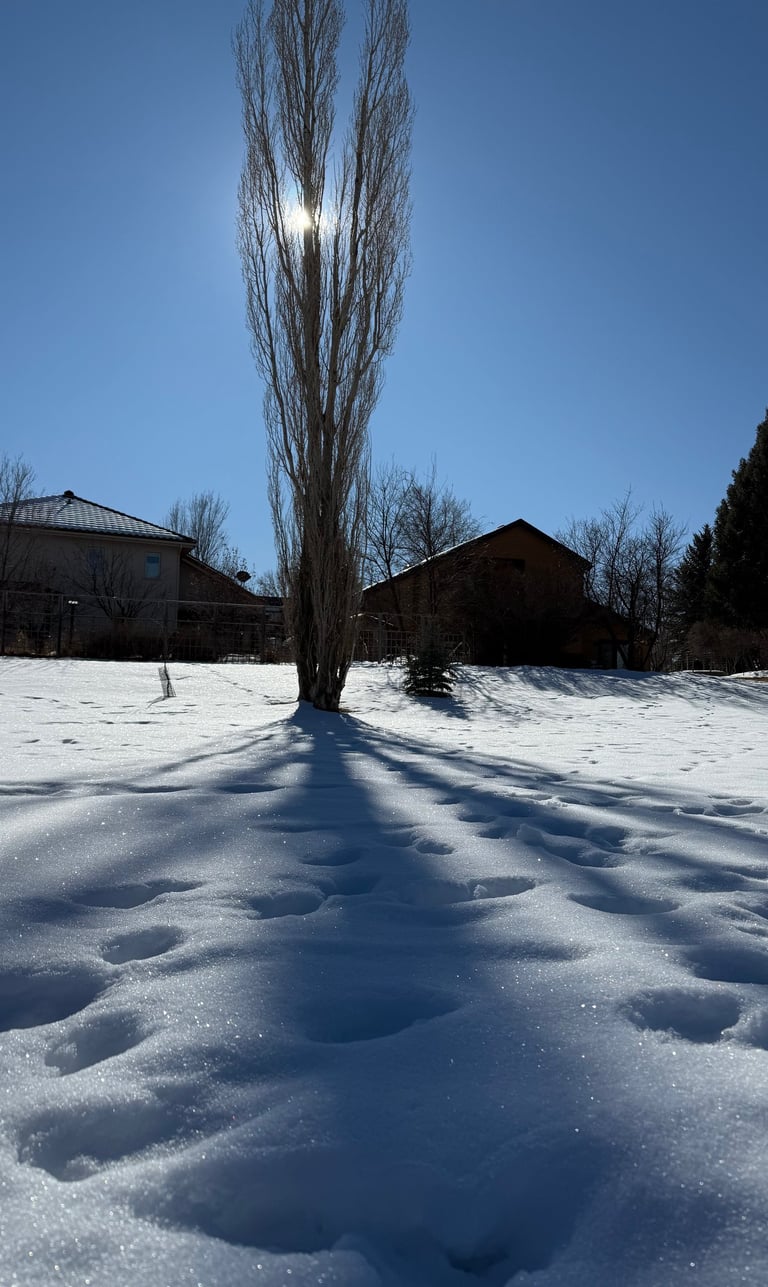 a lone tree in the snow with a sun shining through the branches