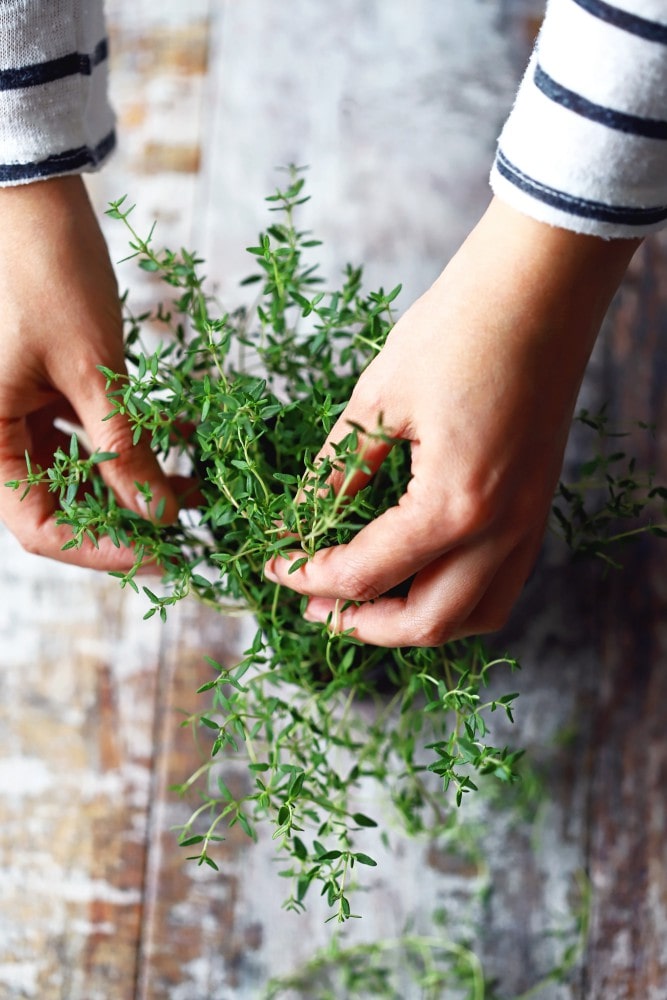 Fabrication de macérat huileux de Thym, La Phyto d'Anaïs produits naturels pour la santé des animaux