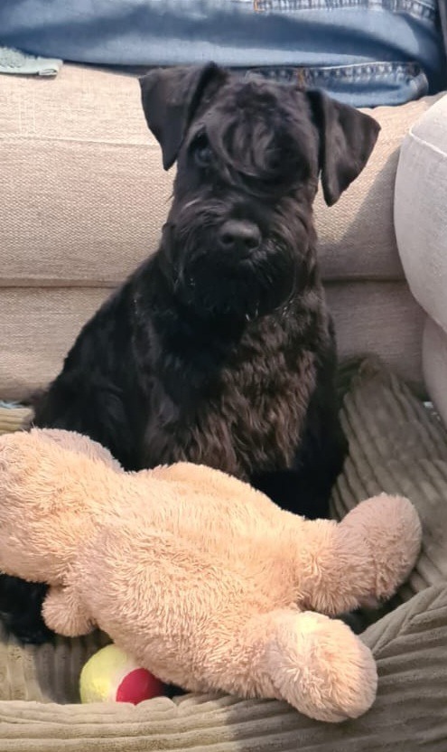 Aiko des Diamants Noirs d'Also